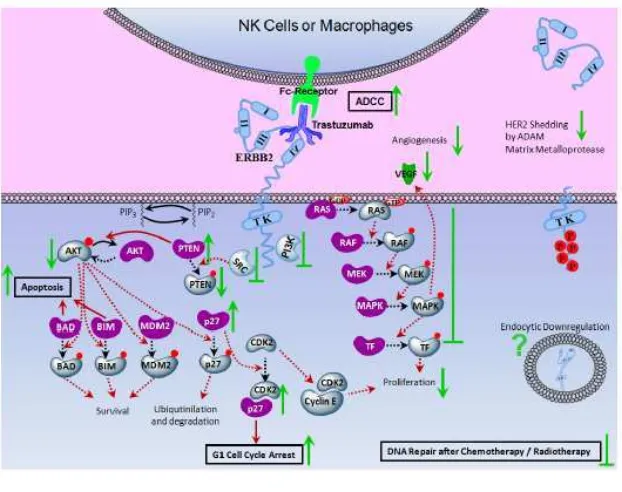 Gambar 2.9 Overekspresi HER2/neu pada kanker (Ceran, 2012) 