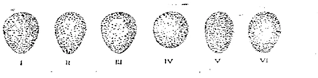 Gambar 2. Klasifkasi bentuk telur (Hoogerwerf, 1949 dalarn Mardiastuti, 