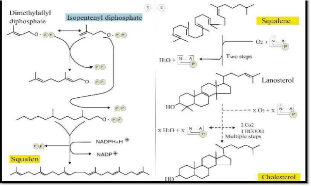 Gambar 2.4 . Biosintesis Kolesterol (Koolman dan Roehm, 2005) 
