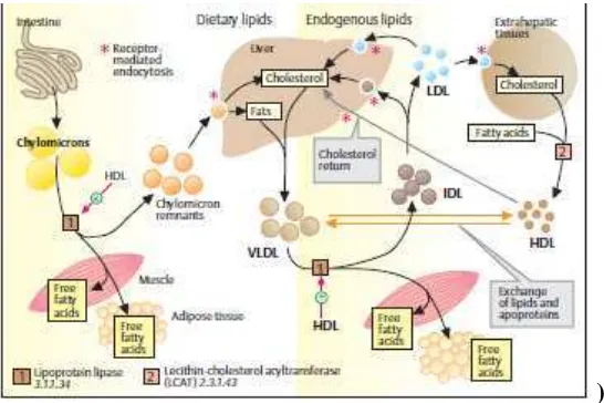 Gambar 2.5  Ikhtisar Metabolisme Lemak(Koolman dan Roehm , 2005) 