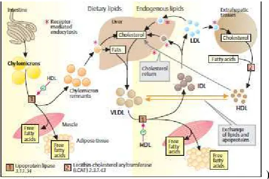 Gambar 2.5  Ikhtisar Metabolisme Lemak(Koolman dan Roehm , 2005) 