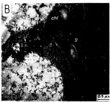 Gambar  2.  Karakteristik  sel  flavedo  :  butiran  pati  (s),  kloroplas  (chl),  mitokondria  (m),  grana  (g)
