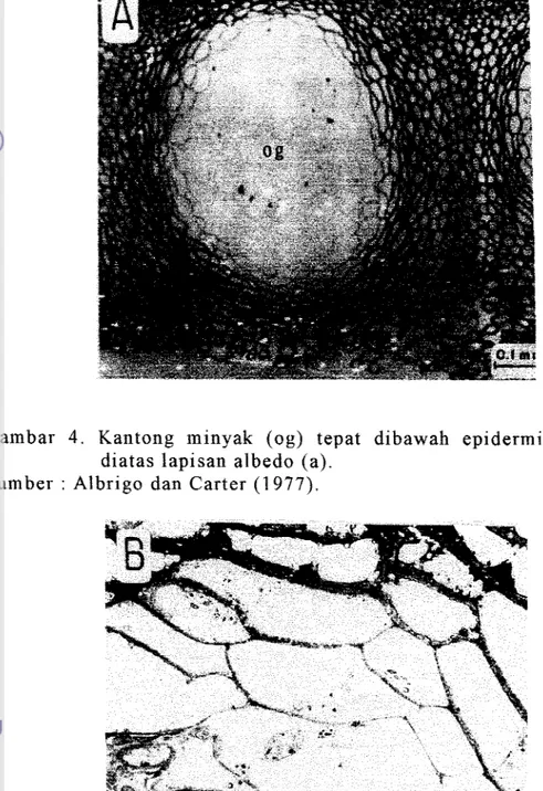 Gambar  4 .   Kantong  minyak  (og)  tepat  dibawah  epidermis  (ep)  dan  diatas lapisan  albedo (a)
