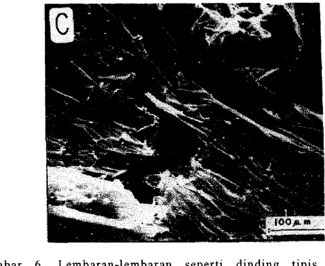 Gambar  6 .   Lembaran-lembaran  seperti  dinding  tipis  merupakan  perpanjangan  sel  yang  memproduksi  minyak  pada  jeruk  yang  diperoleh  dari  scaning elektron mikroskop