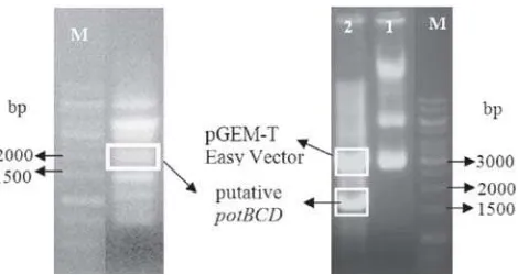 Fig 1potBCDwere sizedapproximately 1800 bp; (Right) Line1: Recombinant plasmid uncut. Line 2:Recombinantplasmidcutby(Left) PCR reaction products