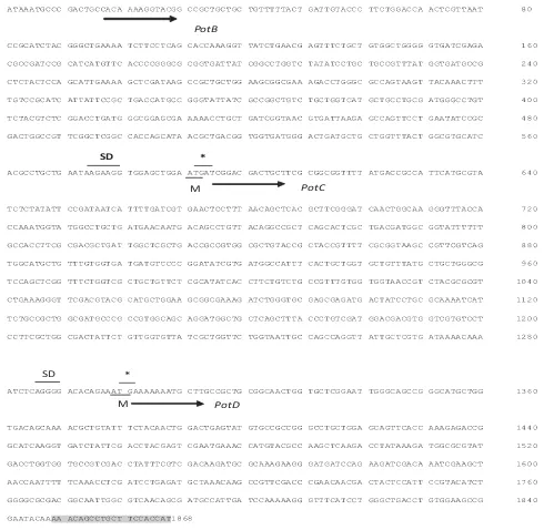 Fig 2 Nucleotide sequence ofandpotDgenes fromandcodonstopindicatedby“*”.Greyboxes indicateapairofprimers.potB potC,S