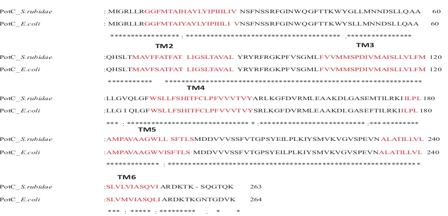 Fig 3 Sequence alignment of putative PotB protein from*:and PotB fromAcc Number M 64519.1 which were aligned using the Clustal Walgorithm