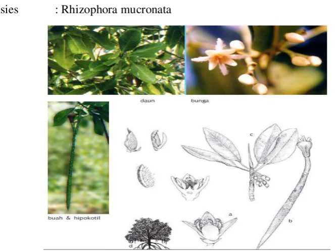 Gambar 1. Morfologi Daun, Bunga dan Buah Rhizophora mucronata 