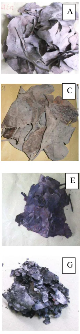 Gambar 3.  Bentuk serasah daun R. mucronata  yang mengalami dekomposisi selama  15 hari sampai dengan 105 hari