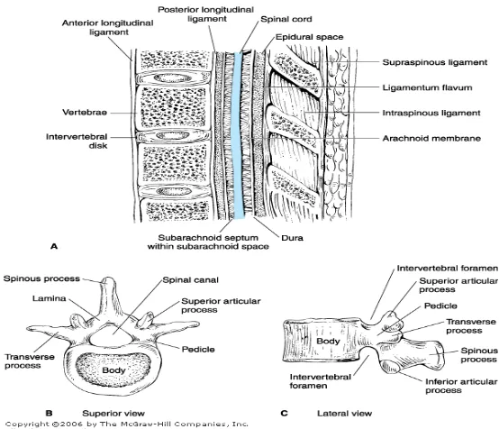 Gambar 2.4 Anatomi ruang epidural 