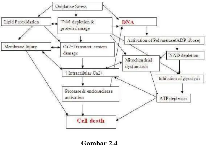  Gambar 2.4 Mekanisme Kerusakan Sel Akibat Stres Oksidatif (Dawane dan Pandit, 2012) 