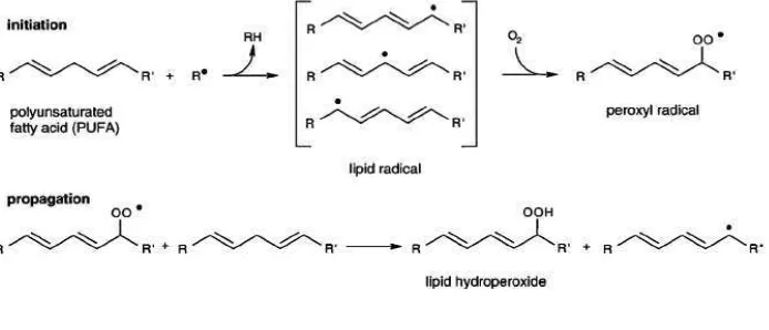 Gambar 2.5 Tahapan Proses Peroksidasi Lipid (Boots dkk., 2012) 