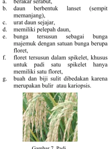 Gambar 7  Padi. 