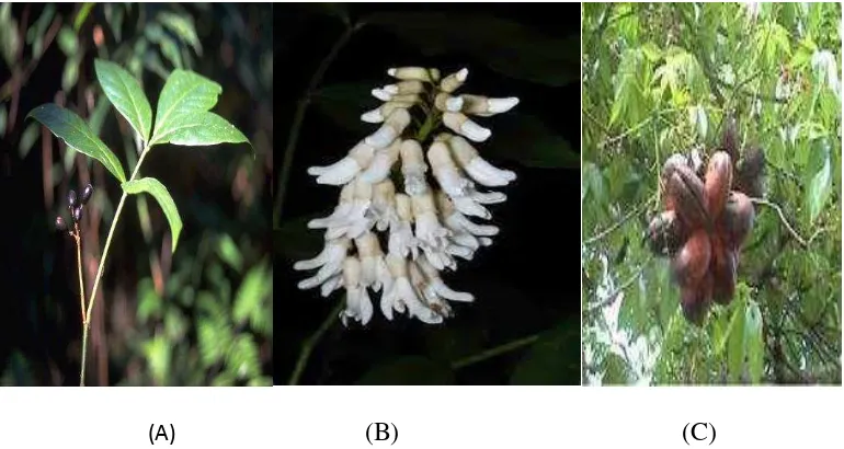 Gambar 2.1. Biji (A), Bunga (B) dan Pohon Pronojiwo (C) (Tirta et al, 2010). 