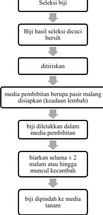 Gambar 9. Skema pembibitan biji jarak pagar 
