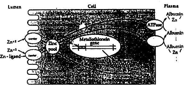 Gambar 2. Skema Penyerapan Seng oleh Enterocyte (Groff et al., 1995) 