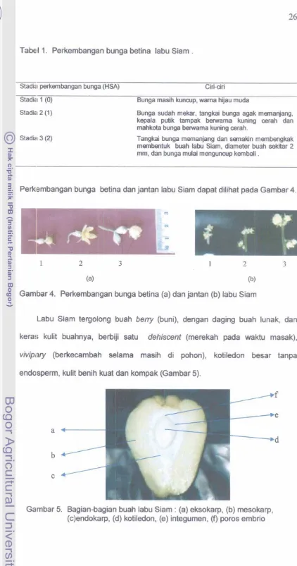 Tabel 1. Perkembangan bunga betina labu Siam . 