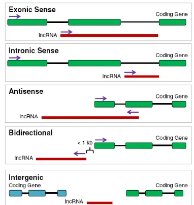 Gambar 1. Klasifikasi lncRNA(Mao et al., 2015). 