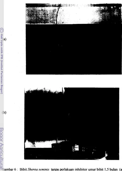Gambar 6 : Bibit Shorea seminis tanpa perlakuan inhibitor umur bibit 1,s bulan (a), 