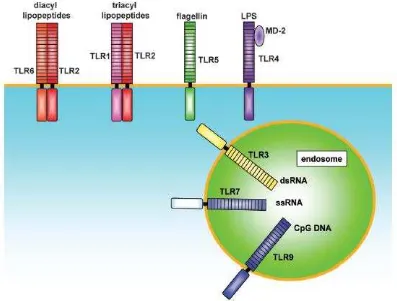 Fig. 1. TLR2 is essential in the recognition of microbial lipopeptides. TLR1 and TLR6 cooperate with TLR2 to discriminate subtle differences between triacyl and diacyl lipopeptides, respectively