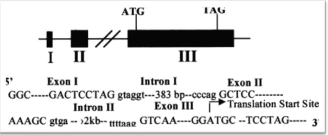 Fig. 2. TLR2 Gene in genomic location (Anonym, 2011).   