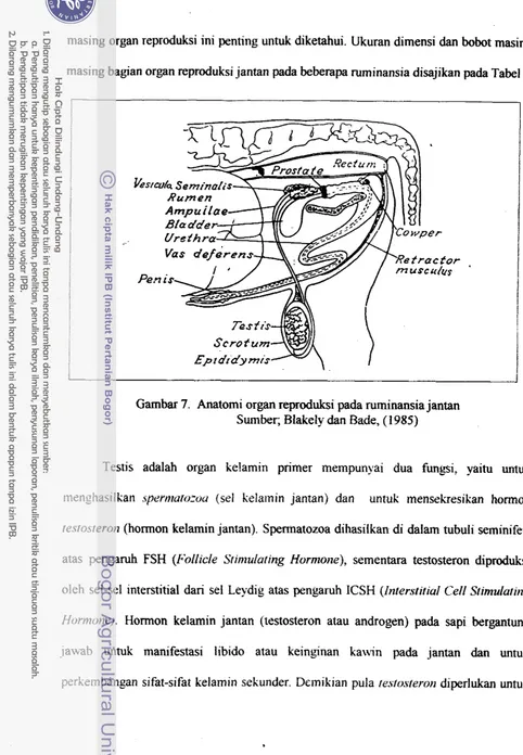 Gambar 7. Anatomi organ reproduksi pada ruminansia jantan 