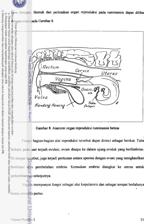 Gambar 8. Anatomi organ reprodluksi nuninansia betina 