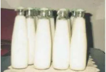 Gambar 1. Penyimpanan susu  dalam jerigen di Kab. Bima     