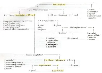 Gambar L-4.1:  Staphylococcal identification to species. Sumber: Hébert GA, Crowder CG, Hancock GA, et al, 1988 