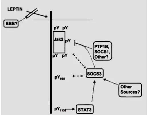 Gambar 2. Signal LRb (Münzberg et al., 2005) 