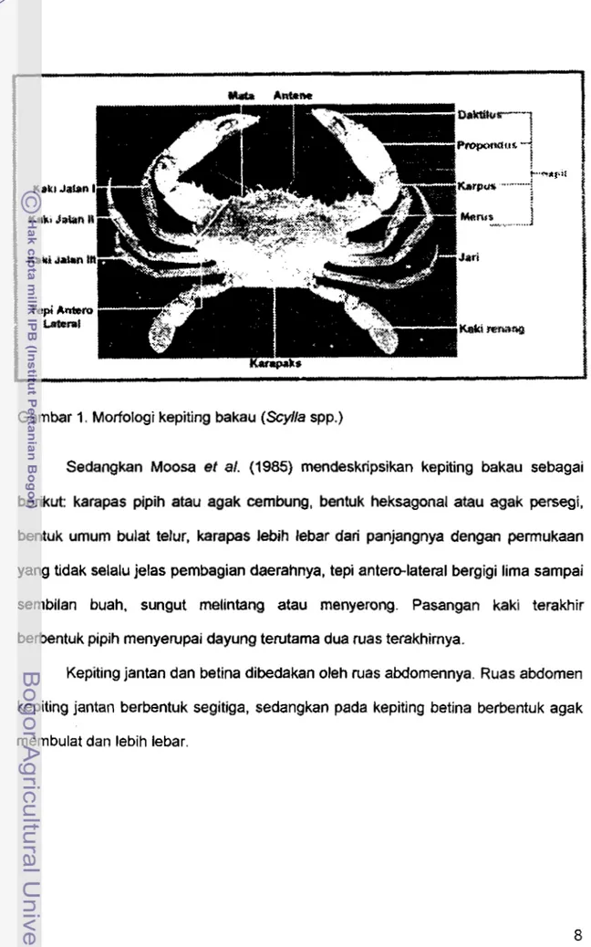 Gambar 1.  Morfologi  kepiting bakau  (Scylla  spp.) 