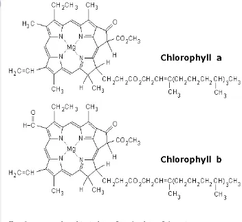 Gambar 1. Struktur kimia klorofil a dan klorofi b (Winarno, 1992) 
