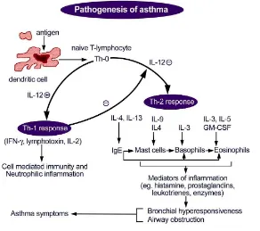 Gambar 3. Patogenesis Asma (Morris, J, 2015) 2 