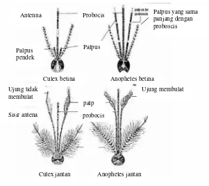 Gambar 1. Morfologi kepala nyamuk jantan dan betina (Zaman, 1997)
