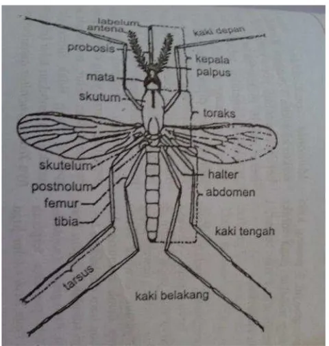 Gambar 2. Morfologi nyamuk dewasa (Zaman, 1997)