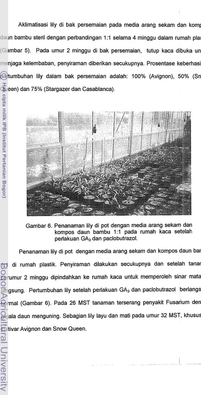 Gambar 6. Penanaman lily di pot dengan media arang sekam dan 