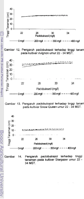 Gambar 12. Pengaruh paclobutrazol terhadap tinggi tanaman - 