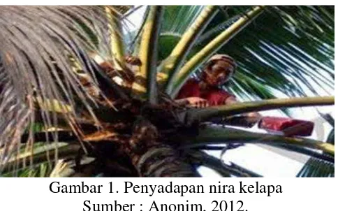 Gambar 1. Penyadapan nira kelapa