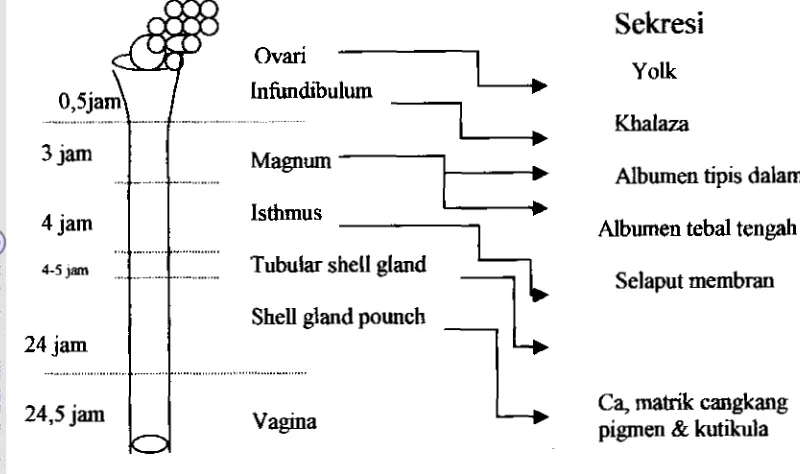 Gambar 2. Sahrran repduksi ayam dan prom pembentukan telur dalam oviduk 
