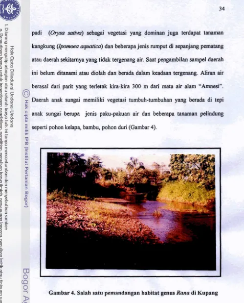Gambar 4. Sdah satu pemandmgan habitat genus Rona di Kupang 