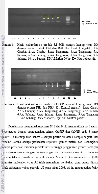 Gambar 8.  Hasil elektroforesis produk RT-PCR sampel kuning telur DOC 