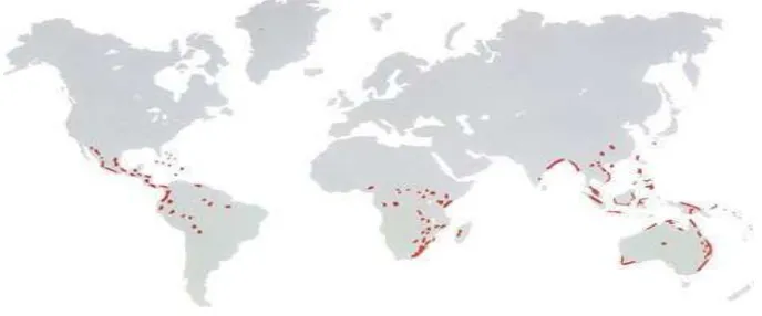 Gambar 1. Peta Penyebaran Pakis DuniaSumber: www.cycadsforafrica.com
