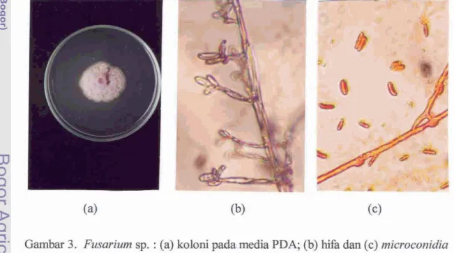 Gambar  3 .   Fusatium sp.  :  (a) koloni pada media PDA;  (b)  hifa  dan  (c)  microconidia 