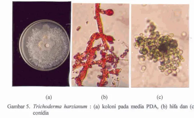 Tabel  1.  Persentase s e w a n  penyakit lodoh  (%)  yang  disebabkan  oleh Fusarium sp