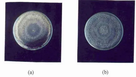 Gambar  6.  Trichoderma harzianum  b e m u r   7  hari  :  (a) pada media PDA,  (b) pada  media MMN 