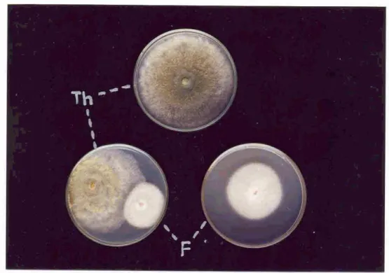 Gambar 7.  Uji  antagonisme  in  v i m   antara  Trichodenna  hmzirmtlm  (Th),  dengan  Fusarium  sp