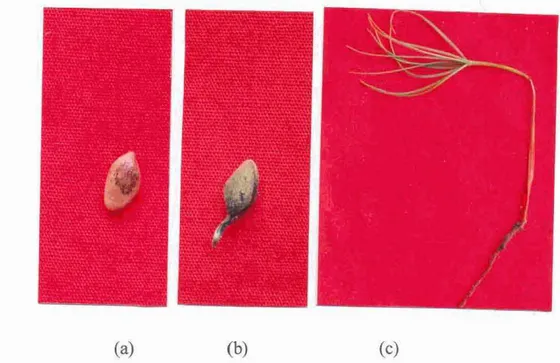 Gambar  16.  Gejala  serangan  lodoh pada  benih  Pinus  merku~ii  (a),  pre-emergence  damping-ofl(b)  dan  lodoh batang  (c)