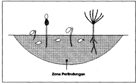 Gambar  18.  Trichoderma  harzianum  melindqi  knih  yang  t&gt;erkecamb&amp;  dari  patogen  pnyebab  penyakit  bdoh  mW  zone  prlindungan  yang 