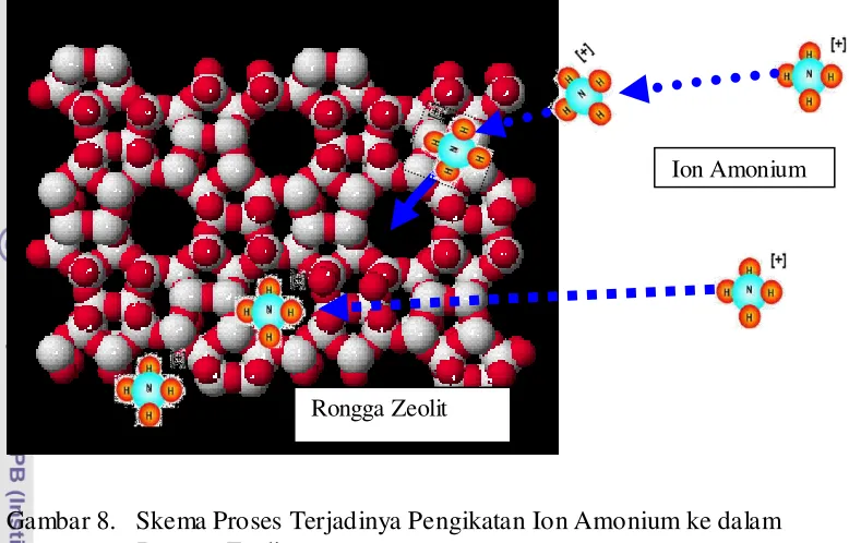 Gambar 8.   Skema Proses Terjadinya Pengikatan Ion Amonium ke dalam  