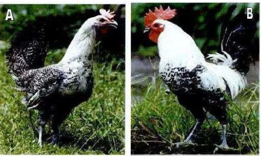 Gambar 1. Ayam arab (Gallus turcicus) betina (A) dan jantan (B)                                 Sumber :Erlankga, 2010 
